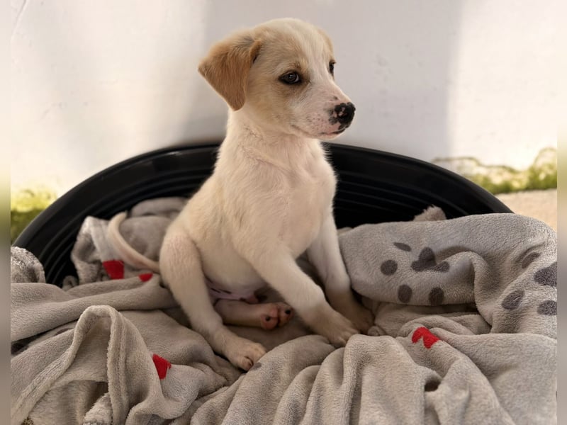 Nima Mischlingsrüde ca. 3 Monate alt in Griechenland