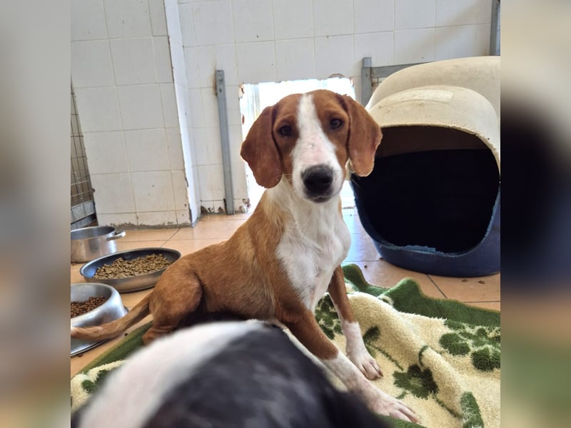 Selma Mischlingshündin ca. 2,8 Jahre alt in Griechenland