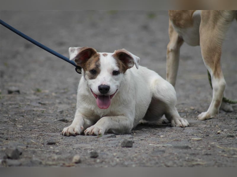 Tofu Mischlingshündin ca. 1,3 Jahre alt in Ungarn