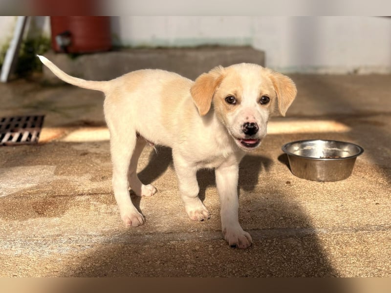 Nima Mischlingsrüde ca. 3 Monate alt in Griechenland