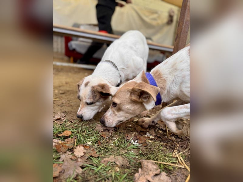 Soy Mischlingshündin ca. 4,5 Jahre alt in Ungarn