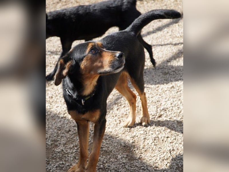 Neymar VA - sensibel, freundlich