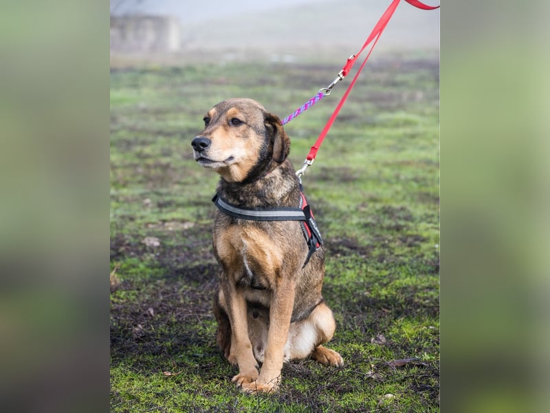 Tünci SI - offen, lieb