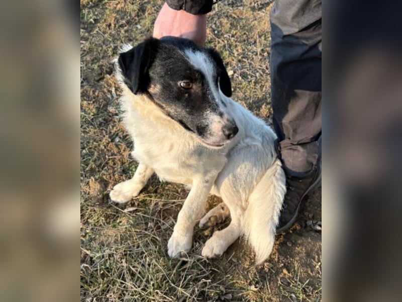 Toronto VA - freundlich, aktiv