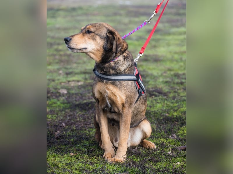 Tünci SI - offen, lieb