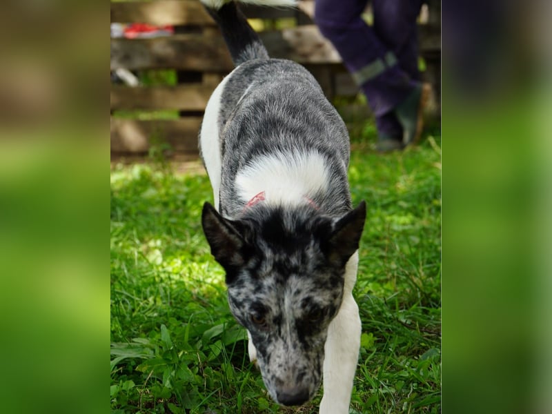 Sajo VA, möchte gerne vertrauen