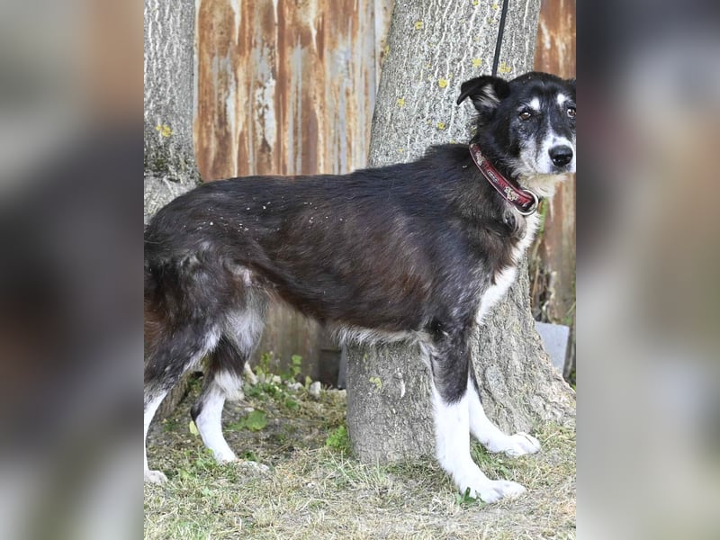 Hetti SI - zurückhaltend, ruhig