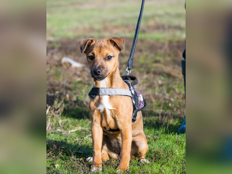 Bambi - aktiv, offen