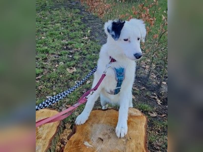 MUCKI - zauberhafte, aufgeschlossene Junghündin sucht ihr Für-Immer-Zuhause