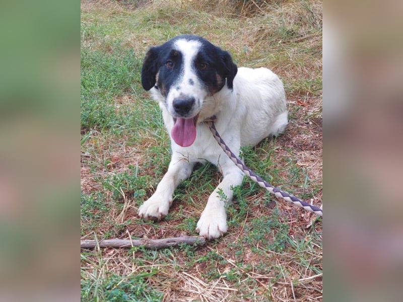 Toronto VA - freundlich, aktiv