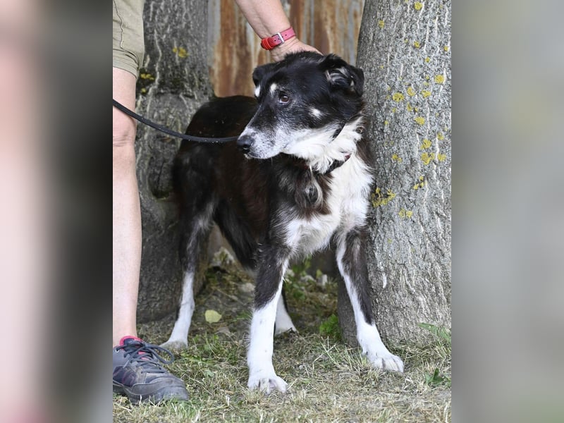 Hetti SI - zurückhaltend, ruhig