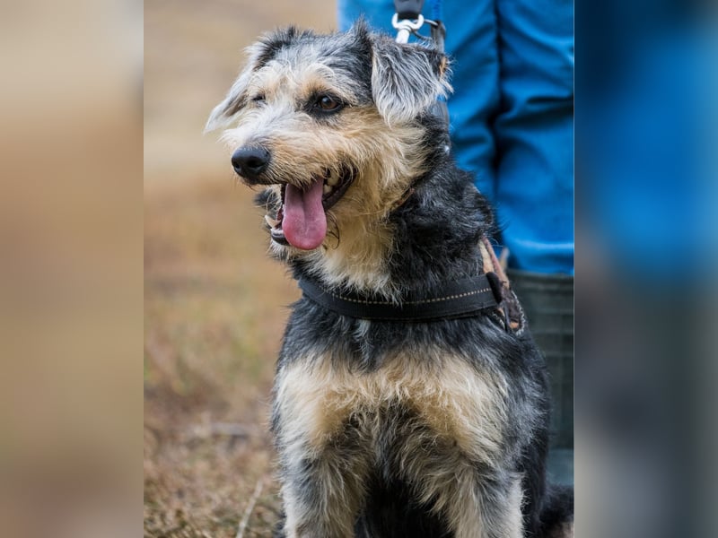 Pitypang SI- vorsichtig, zurückhaltend