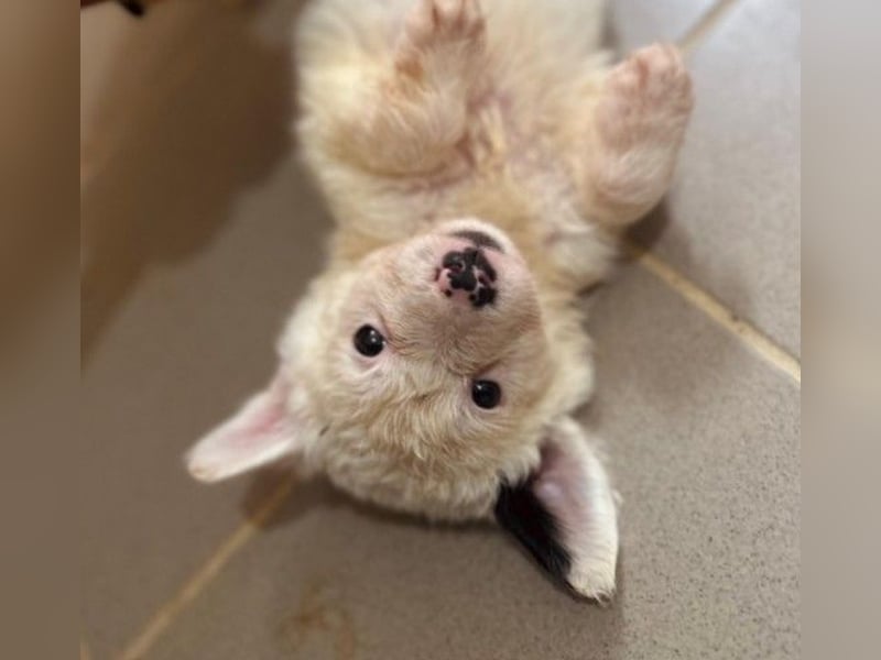 MUCKI - zauberhafte, aufgeschlossene Junghündin sucht ihr Für-Immer-Zuhause