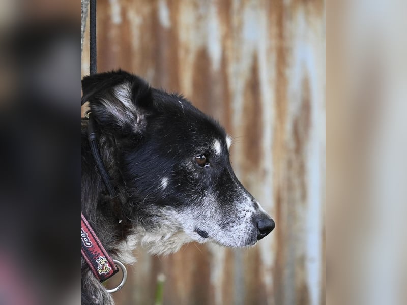 Hetti SI - zurückhaltend, ruhig