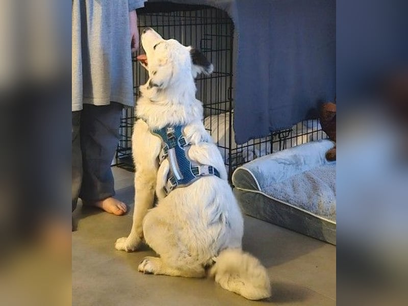 MUCKI - zauberhafte, aufgeschlossene Junghündin sucht ihr Für-Immer-Zuhause