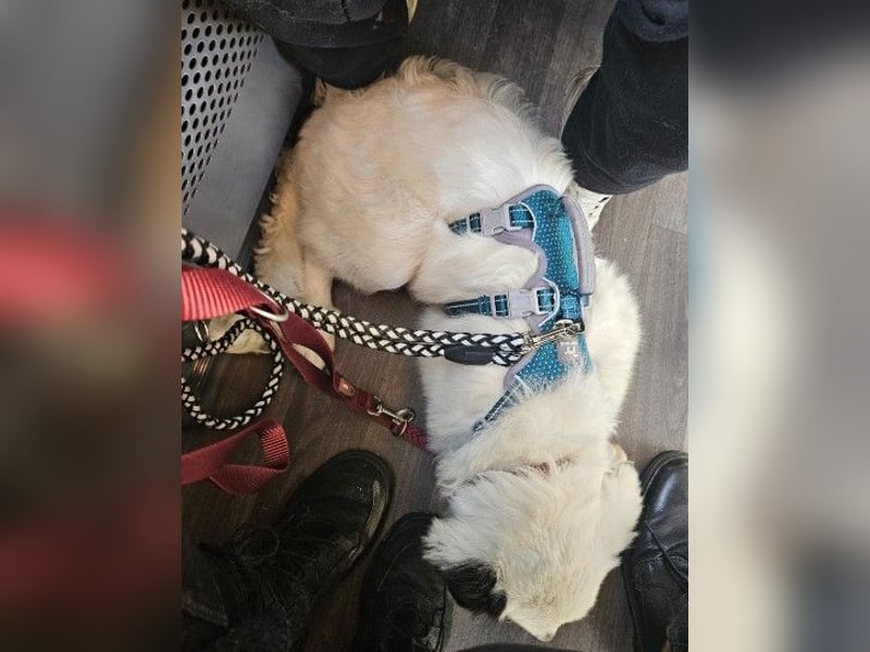 MUCKI - zauberhafte, aufgeschlossene Junghündin sucht ihr Für-Immer-Zuhause