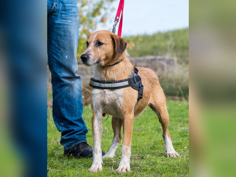 Bobi SI, offen und freundlich