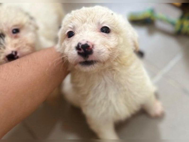 MUCKI - zauberhafte, aufgeschlossene Junghündin sucht ihr Für-Immer-Zuhause