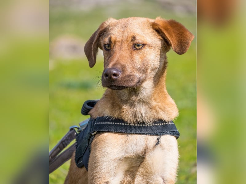 Taxi - schüchtern, manchmal ängstlich
