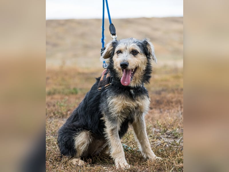 Pitypang SI- vorsichtig, zurückhaltend