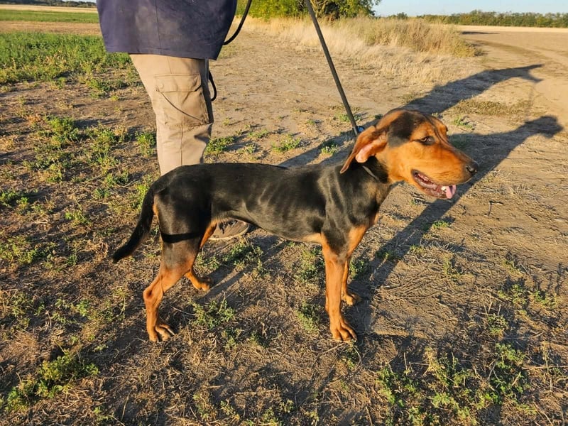 Berkeney, geboren 01.03.2025, 52cm sucht ihr Zuhause