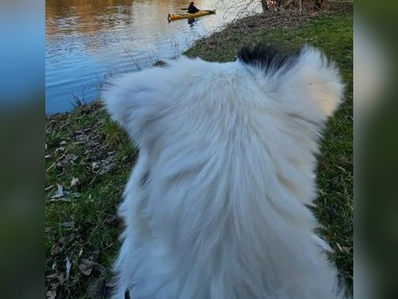 MUCKI - zauberhafte, aufgeschlossene Junghündin sucht ihr Für-Immer-Zuhause