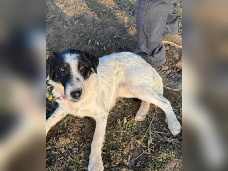 Toronto VA - freundlich, aktiv