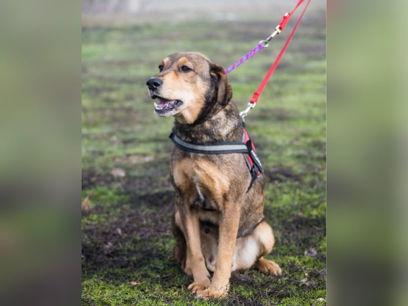 Tünci SI - offen, lieb