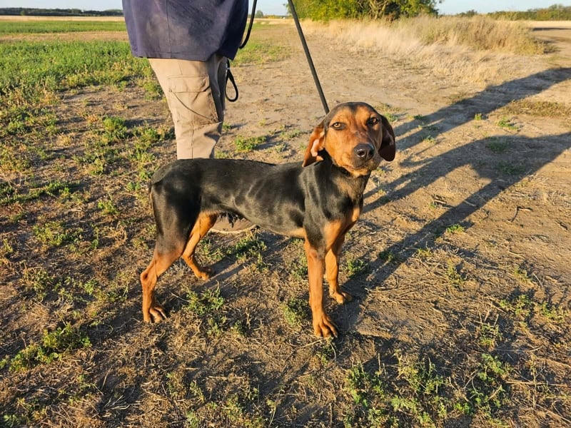 Berkeney, geboren 01.03.2025, 52cm sucht ihr Zuhause