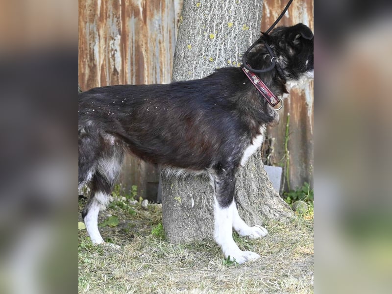 Hetti SI - zurückhaltend, ruhig