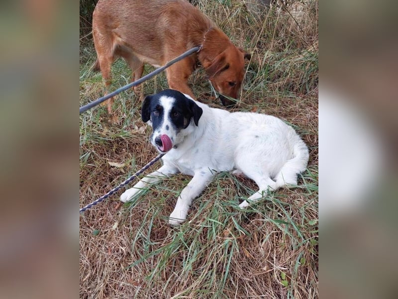 Toronto VA - freundlich, aktiv