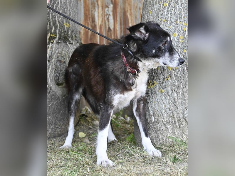 Hetti SI - zurückhaltend, ruhig