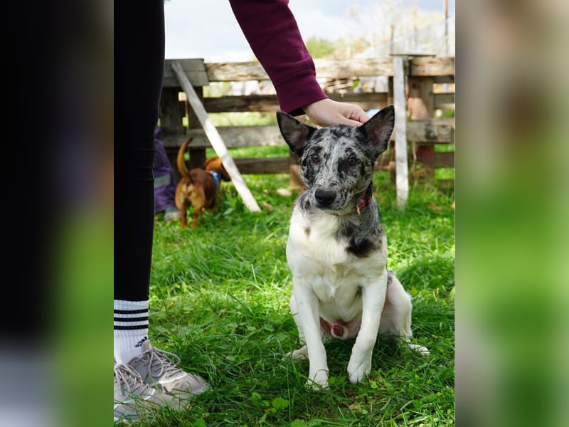 Sajo VA, möchte gerne vertrauen