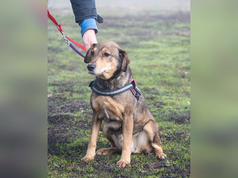 Tünci SI - offen, lieb