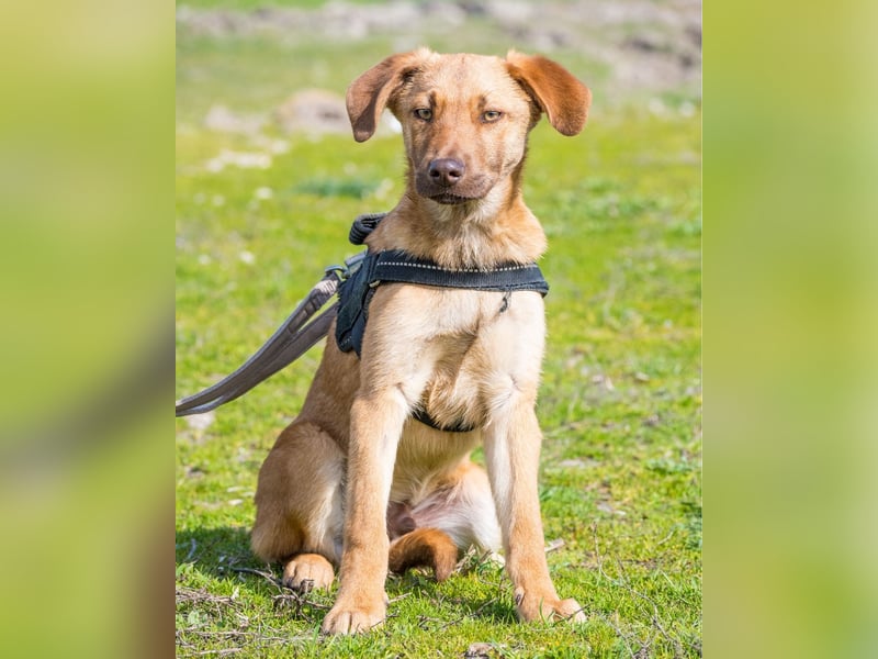 Taxi - schüchtern, manchmal ängstlich