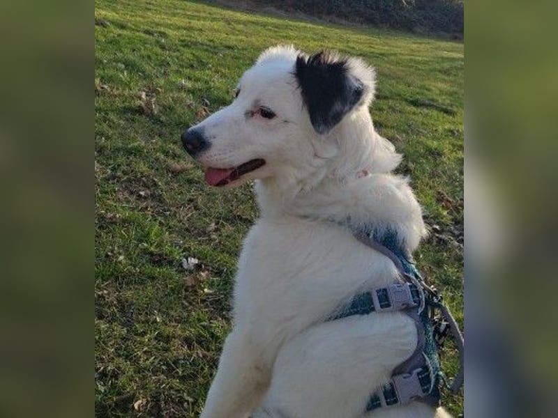 MUCKI - zauberhafte, aufgeschlossene Junghündin sucht ihr Für-Immer-Zuhause