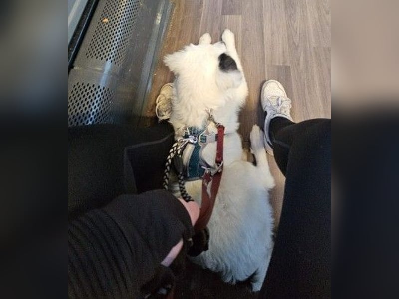 MUCKI - zauberhafte, aufgeschlossene Junghündin sucht ihr Für-Immer-Zuhause