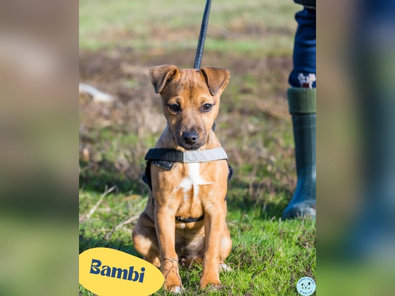 Bambi - aktiv, offen