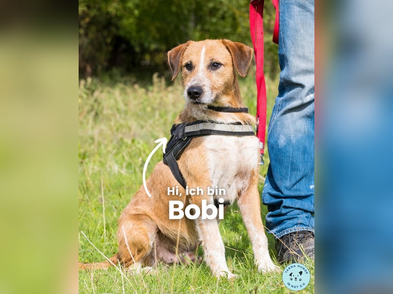 Bobi SI, offen und freundlich