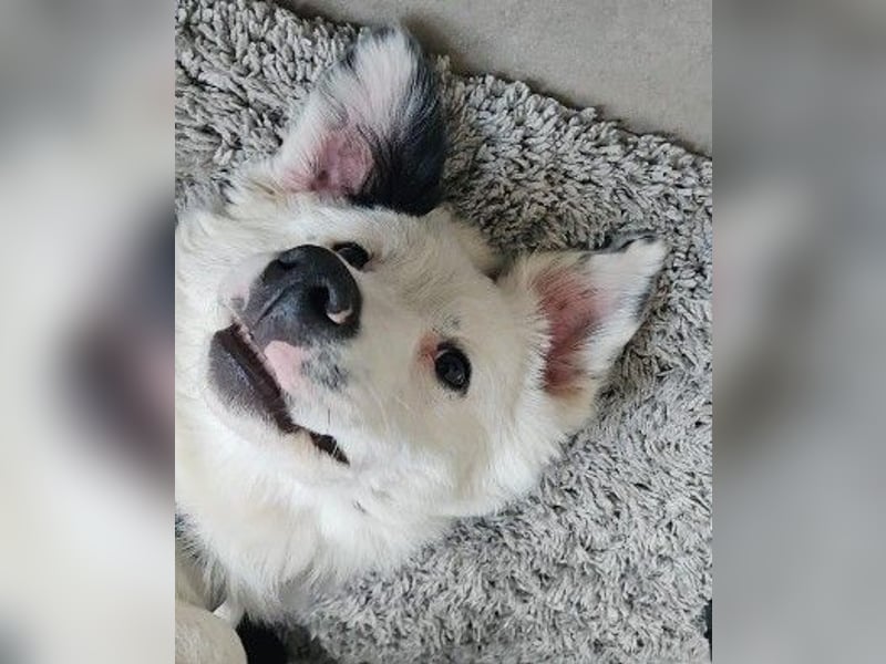 MUCKI - zauberhafte, aufgeschlossene Junghündin sucht ihr Für-Immer-Zuhause