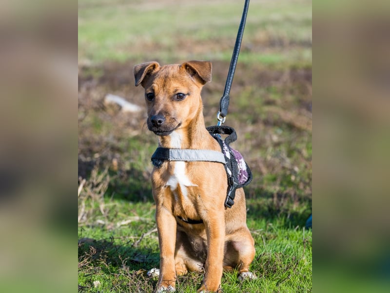 Bambi - aktiv, offen