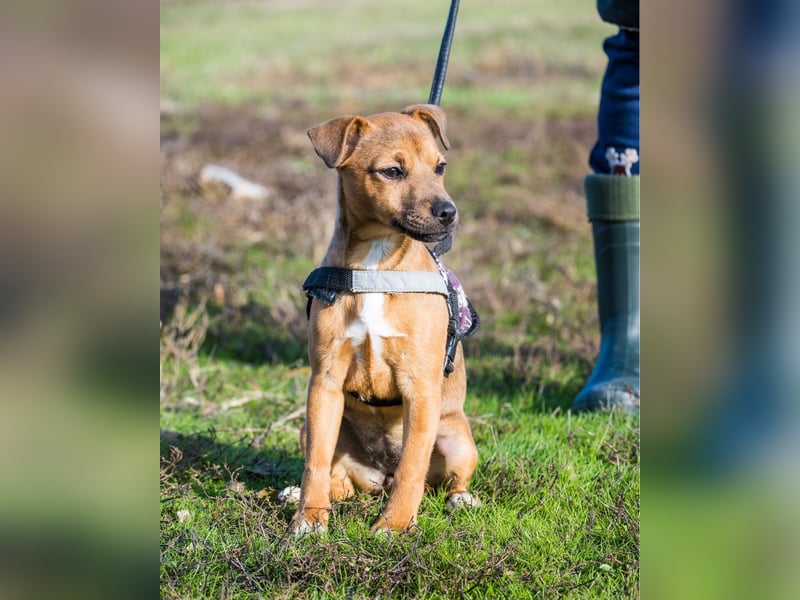 Bambi - aktiv, offen