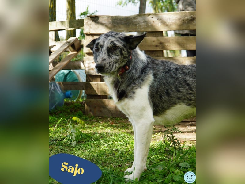 Sajo VA, möchte gerne vertrauen