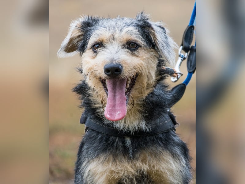 Pitypang SI- vorsichtig, zurückhaltend