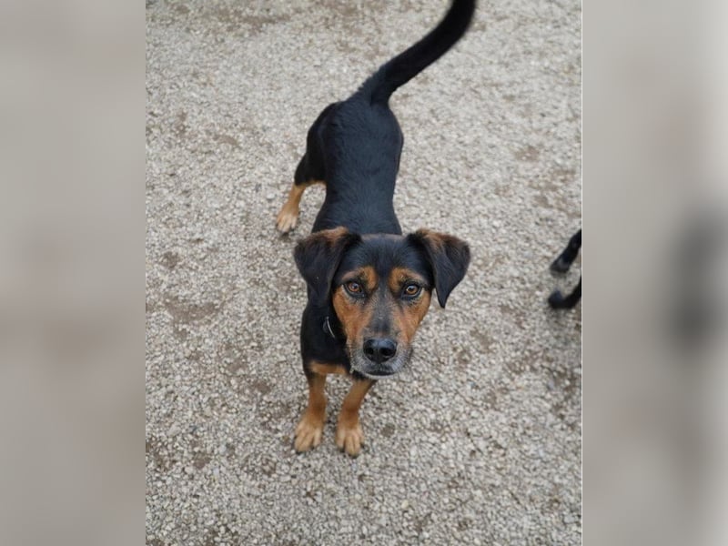 Neymar VA - sensibel, freundlich