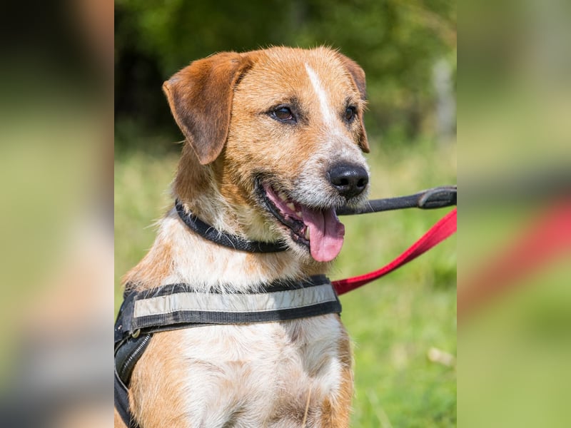 Bobi SI, offen und freundlich