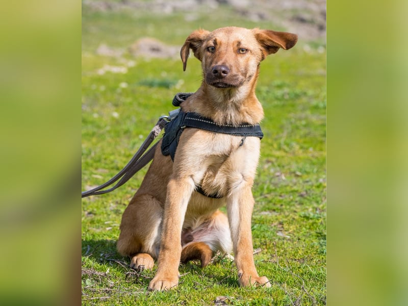 Taxi - schüchtern, manchmal ängstlich