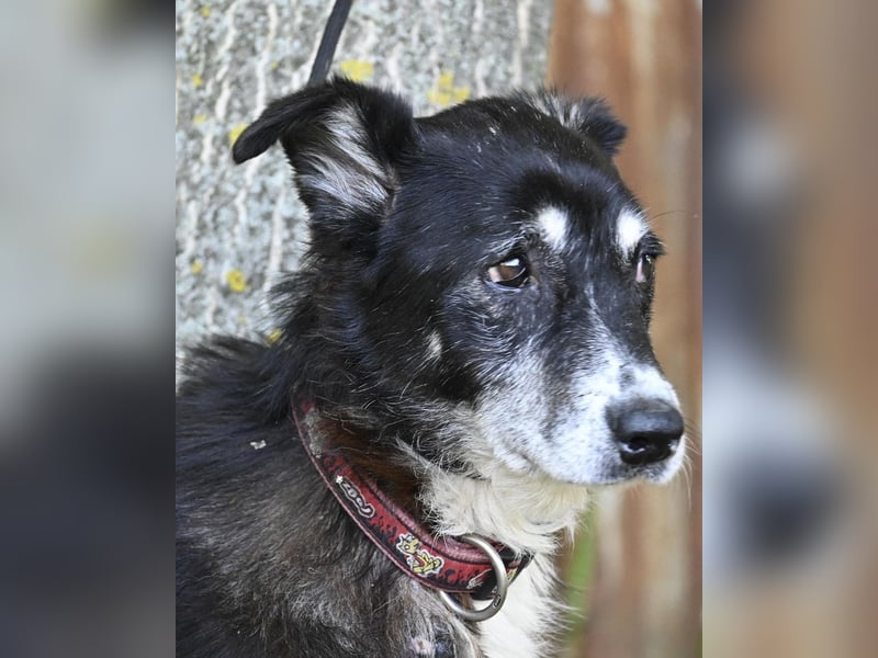 Hetti SI - zurückhaltend, ruhig