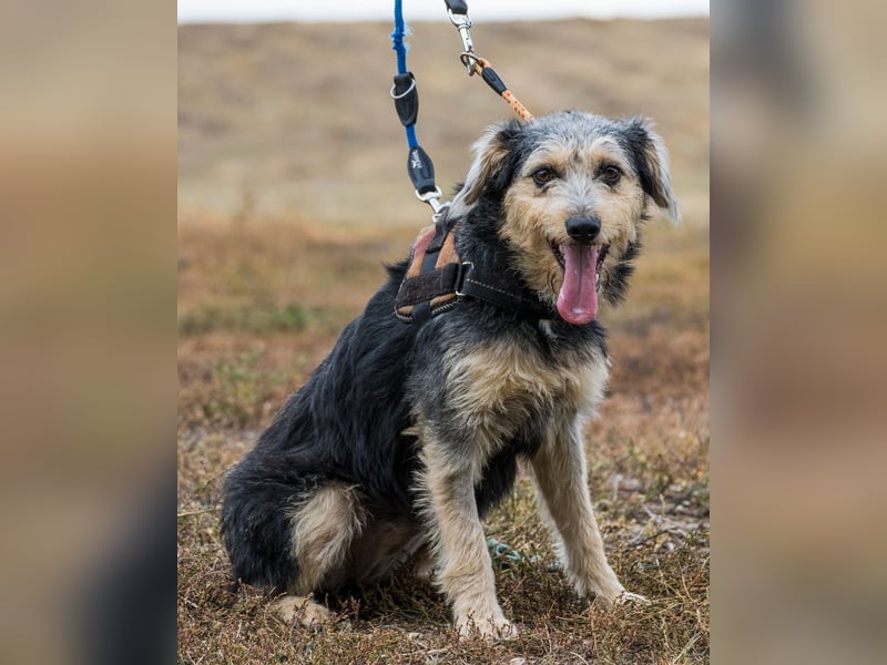 Pitypang SI- vorsichtig, zurückhaltend