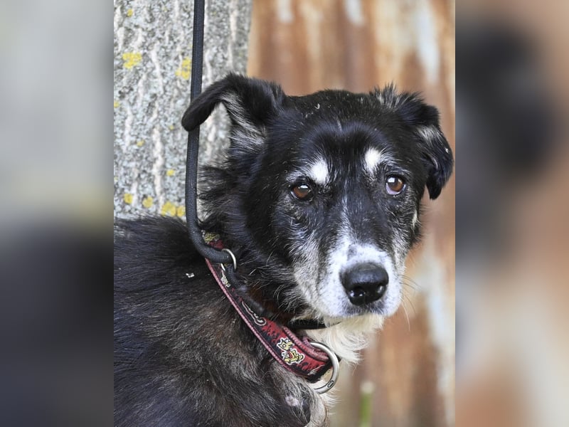 Hetti SI - zurückhaltend, ruhig